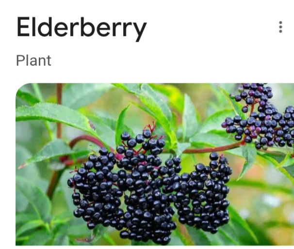 Elderberry